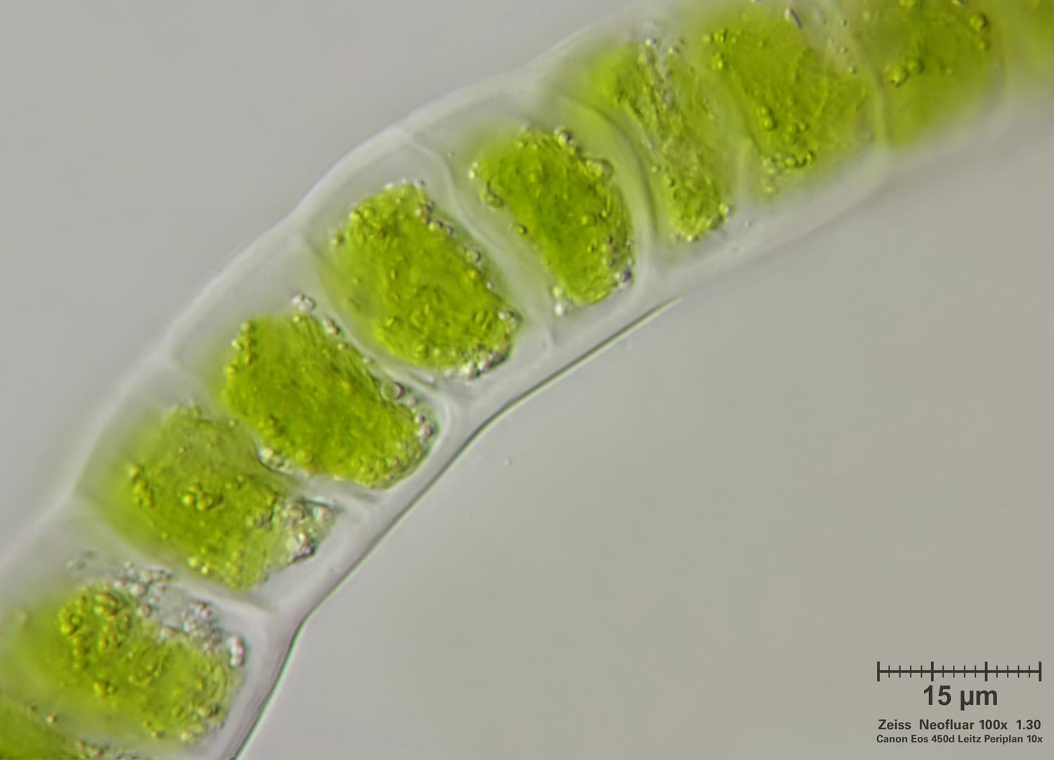 Ulothrix